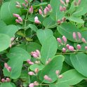 Lonicera x bella P1C